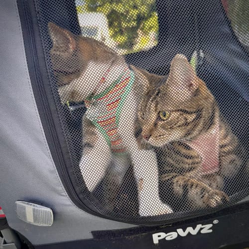 Customer photo review of PaWz Pet Stroller Bike Trailer Stroller Foldable Pet Trailer 3-IN-1 Outdoor With Sunroof