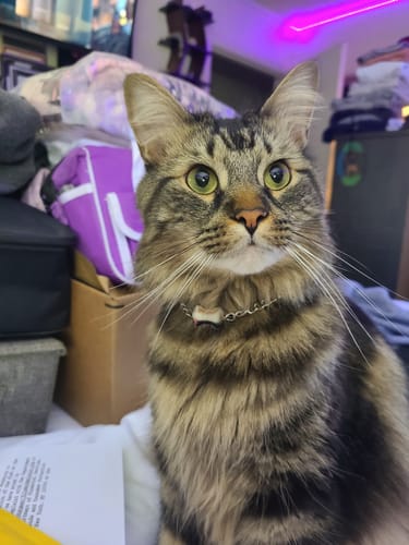 Customer photo review of Mister Bow Dog Collar