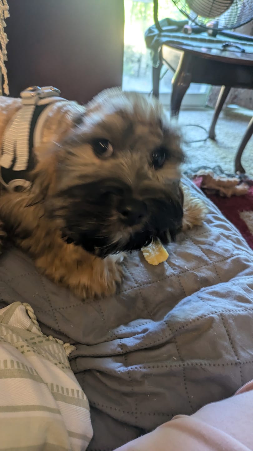 Customer photo review of Himalayan Yak Cheese Chew Dog Treat
