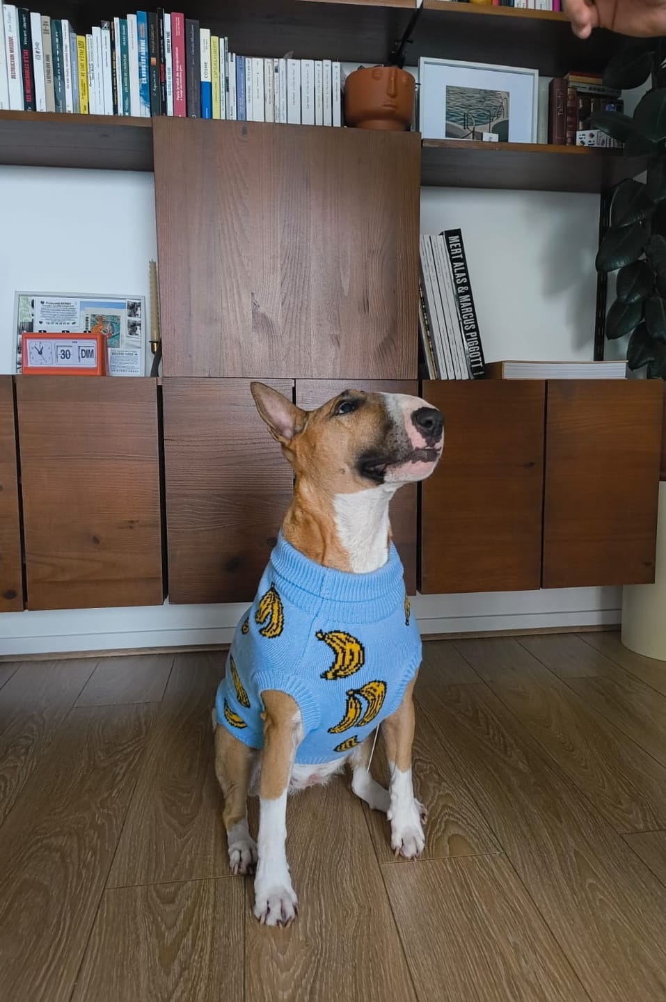 Customer photo review of Banana Knit Dog Sweater
