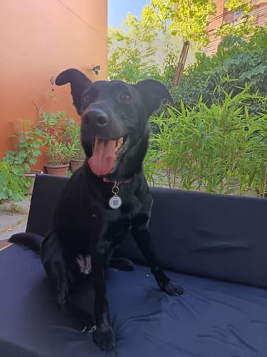 Customer photo review of Collar Rosado Flores