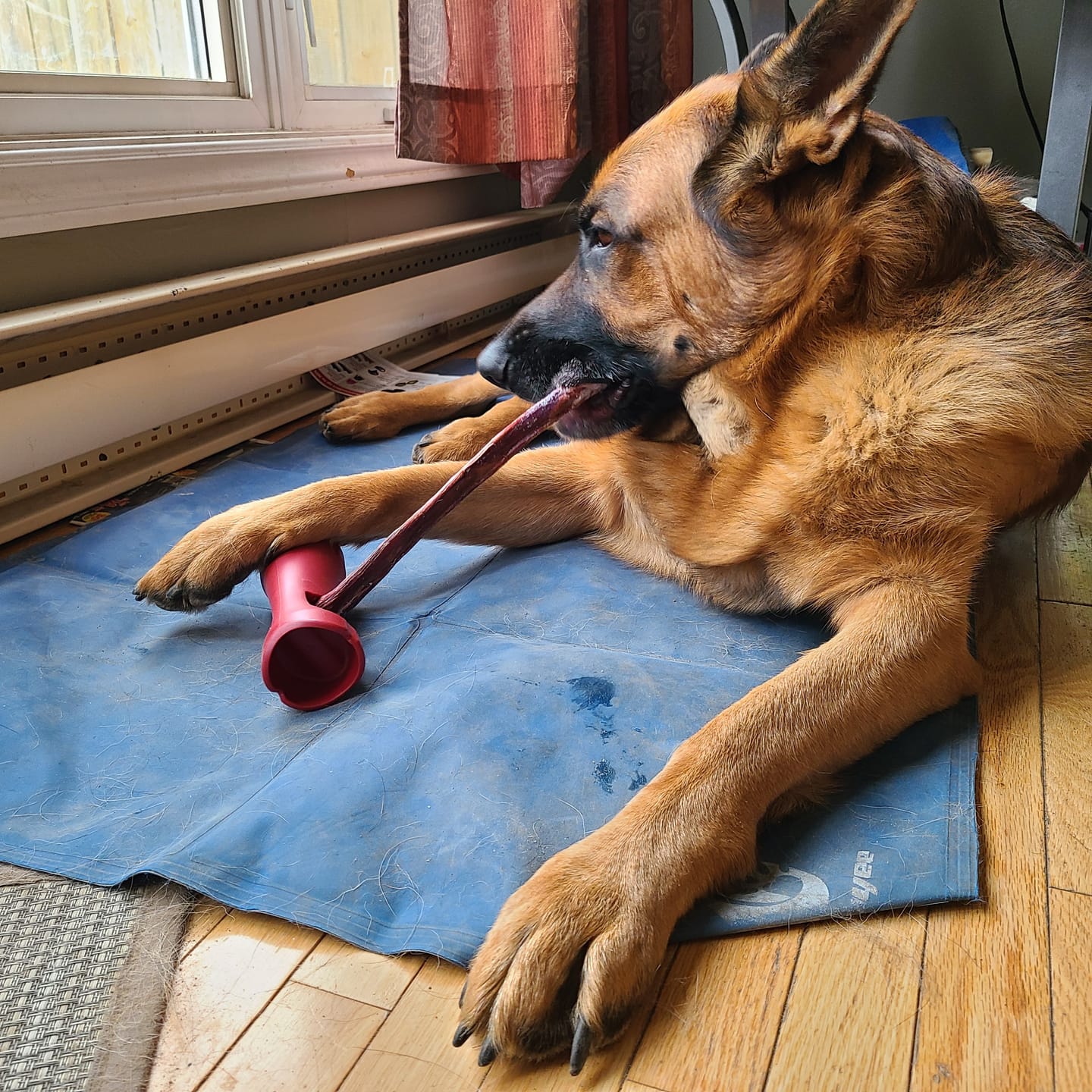 Customer photo review of 6 Inch Monster Braided Bully Stick