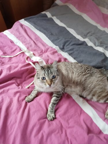 Customer photo review of Gelenk Gummies - Angebot