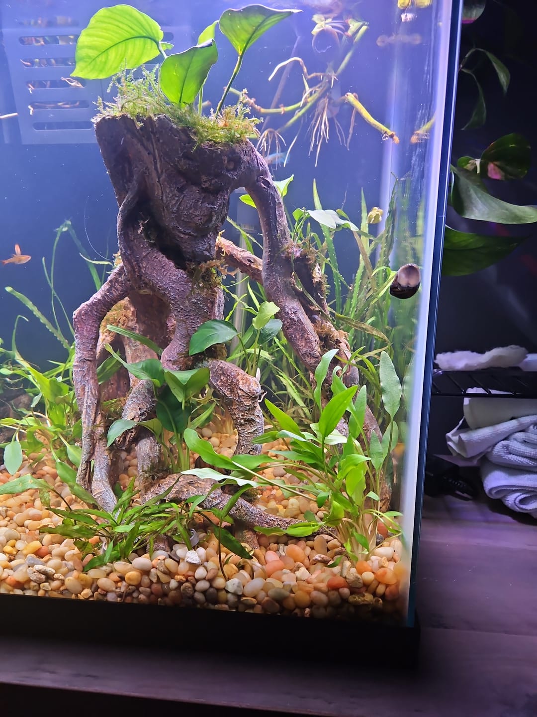 Customer photo review of Cryptocoryne Spiralis