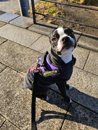Customer photo review of 【プレミアム版】FunFunPet 高機能ハーネス （お名前タグ作成サービス付き）