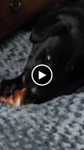 Customer video review of Smoked Beef Marrow Bone