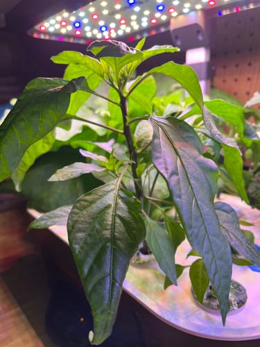Customer photo review of Pepper (Shishito Pepper)