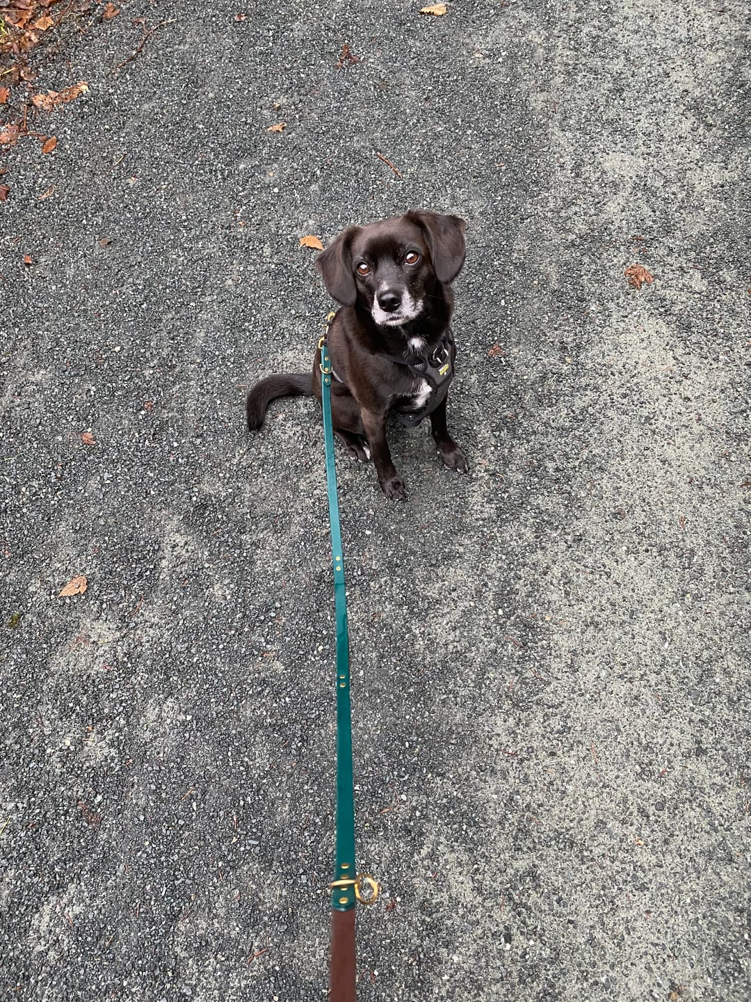 Customer photo review of Hands-Free Leash Adapter