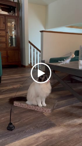 Customer video review of Interactive Bird Simulation Cat Toy Set