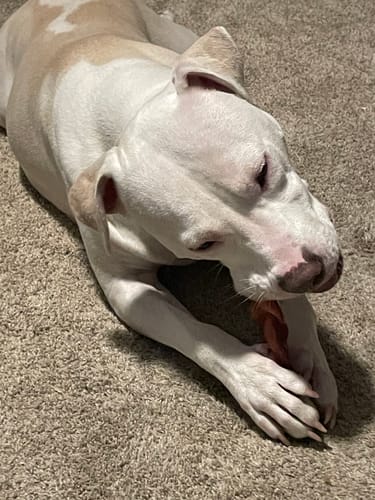 Customer photo review of The Essential Treat Pack