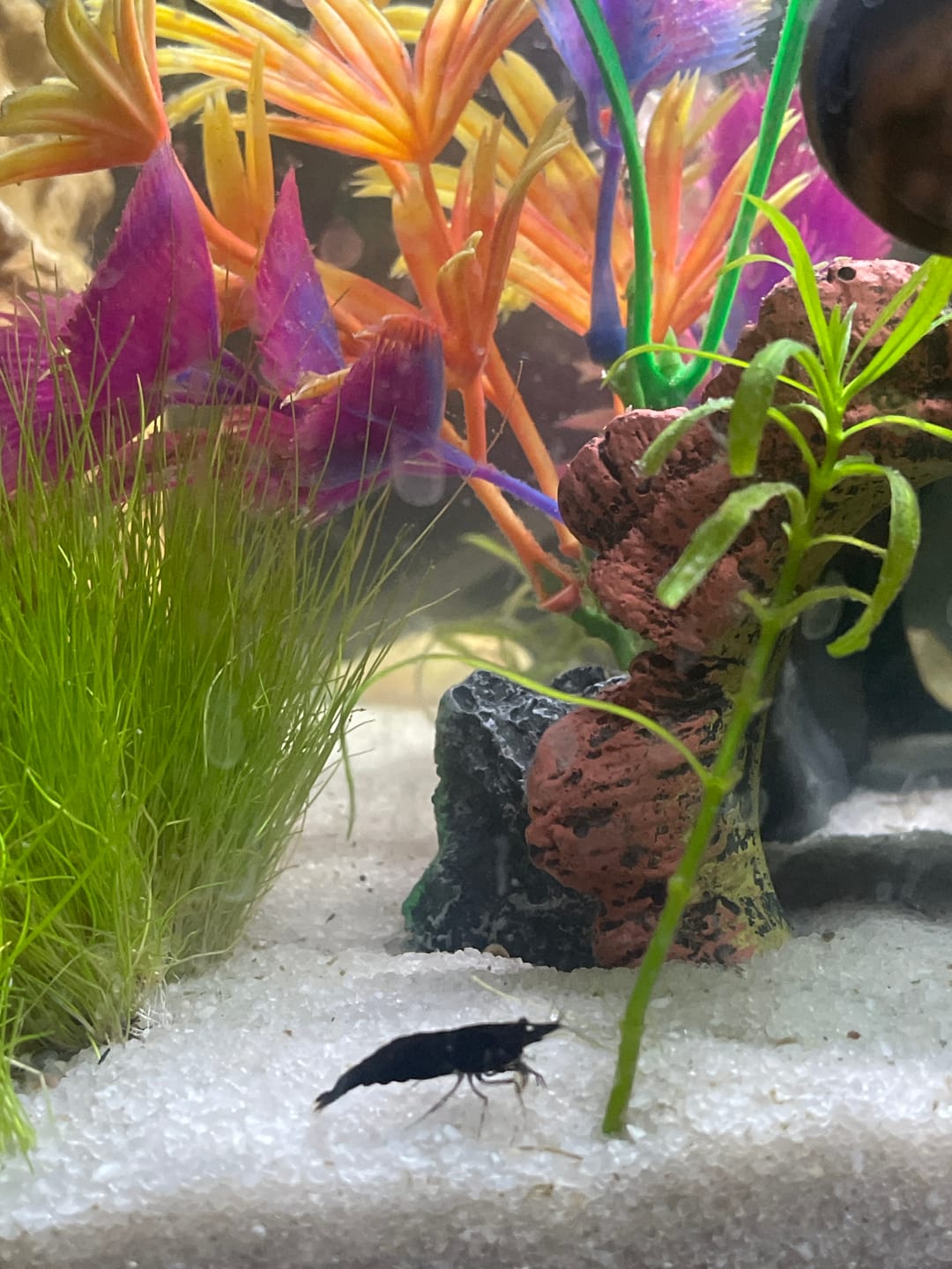 Customer photo review of Chocolate Shrimp