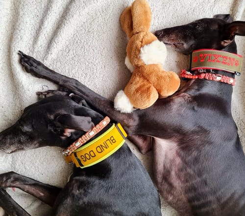Customer photo review of Neoprene Martingale Dog Collar with Name - XS/S | 4Kyon