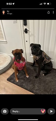 Customer photo review of NEW Upgraded Tactical No-Pull Team K9™ Dog Harness with 4 Quick-Release Metal Buckles, Reinforced Front & Back D-Rings, Hook & Loop Panels, Adjustable Straps, Reflective Strips, & Top Handle