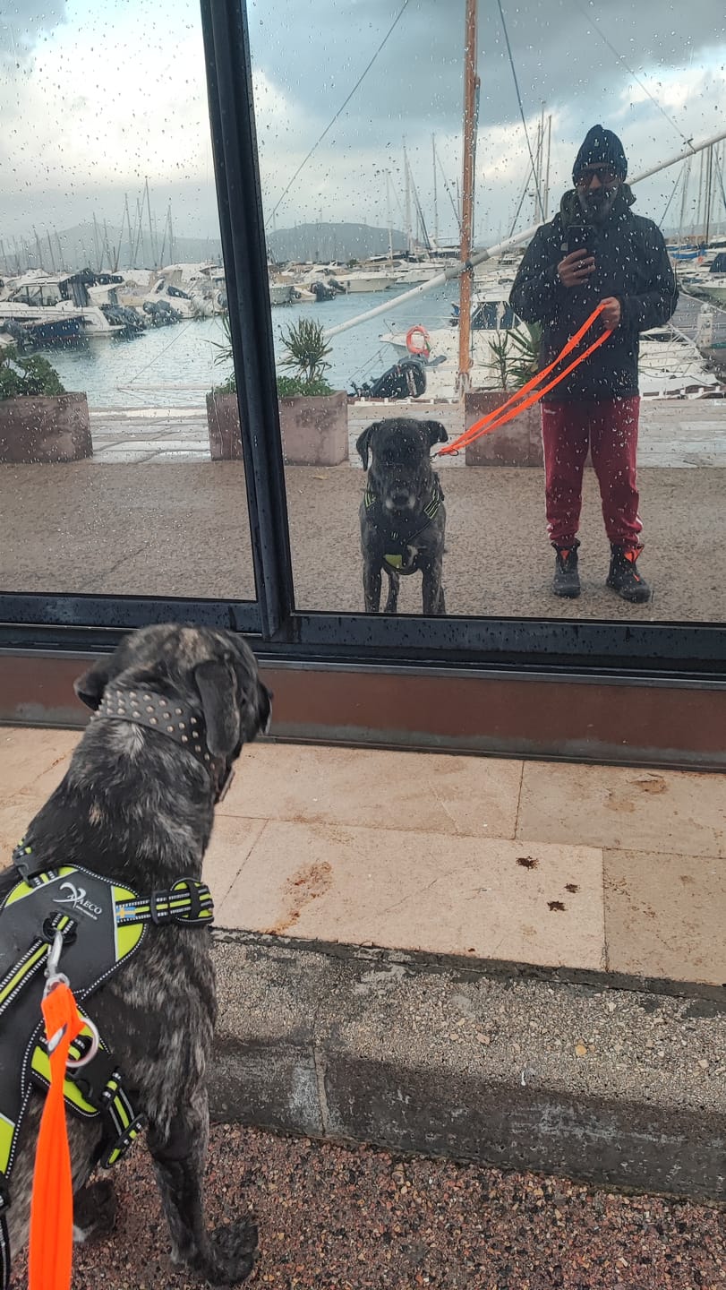 Customer photo review of Training Double Ended Dog Lead | 2m Length -  Orange