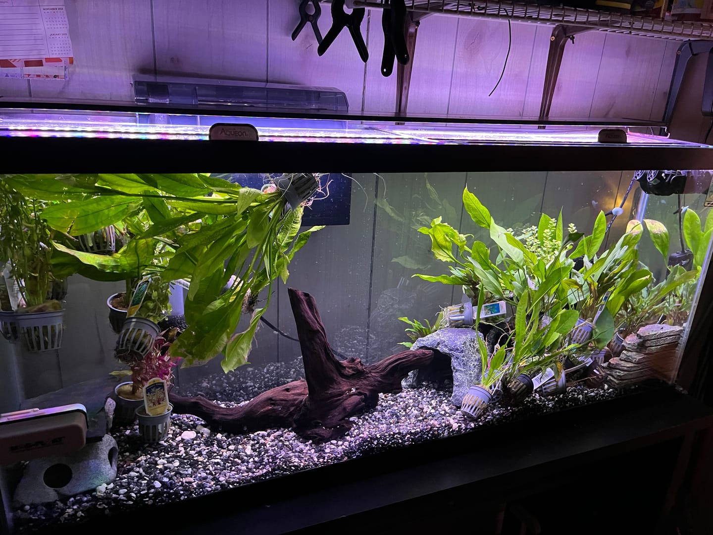 Customer photo review of Anubias Nancon