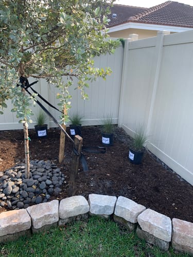 Customer photo review of Pink Muhly Grass