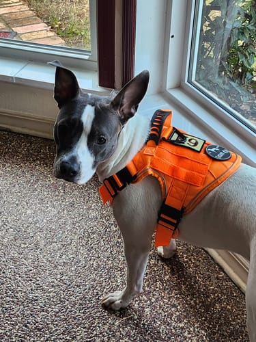 Customer photo review of NEW Upgraded Tactical No-Pull Team K9™ Dog Harness with 4 Quick-Release Metal Buckles, Reinforced Front & Back D-Rings, Hook & Loop Panels, Adjustable Straps, Reflective Strips, & Top Handle