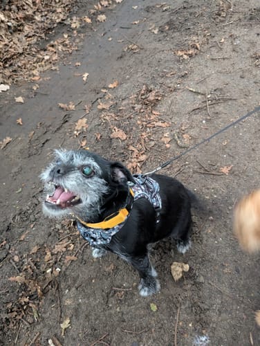 Customer photo review of Trail & Glow Tweed Dog Harness - Forest Tweed