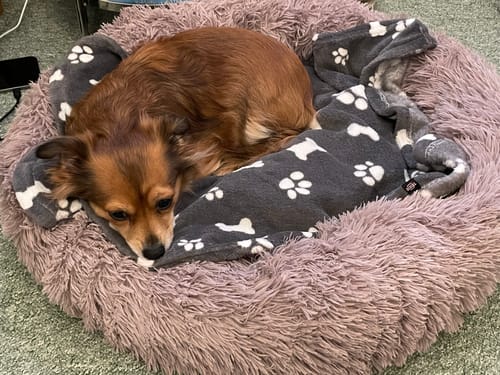 Customer photo review of Puppery Hundebett Wolke 7 - Das Original