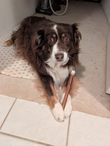 Customer photo review of 12 Inch Thick Bully Stick