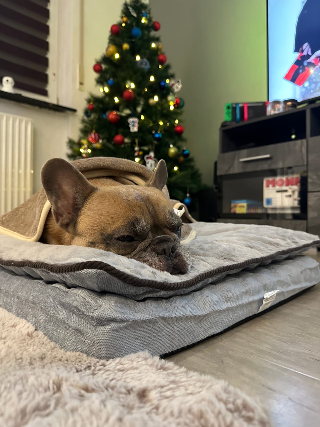 Customer photo review of Orthopädisches Hundekissen "Easy"