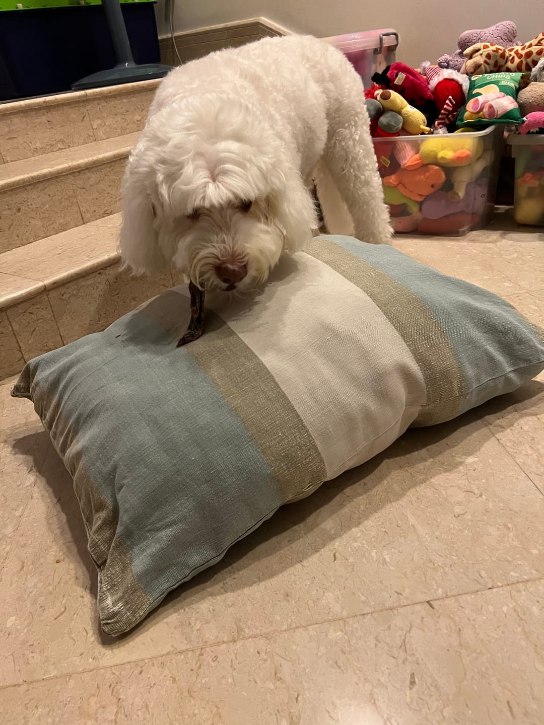 Customer photo review of Dental Chew • Large Package