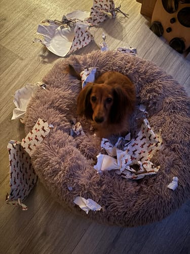 Customer photo review of Puppery Hundebett Wolke 7 - Das Original