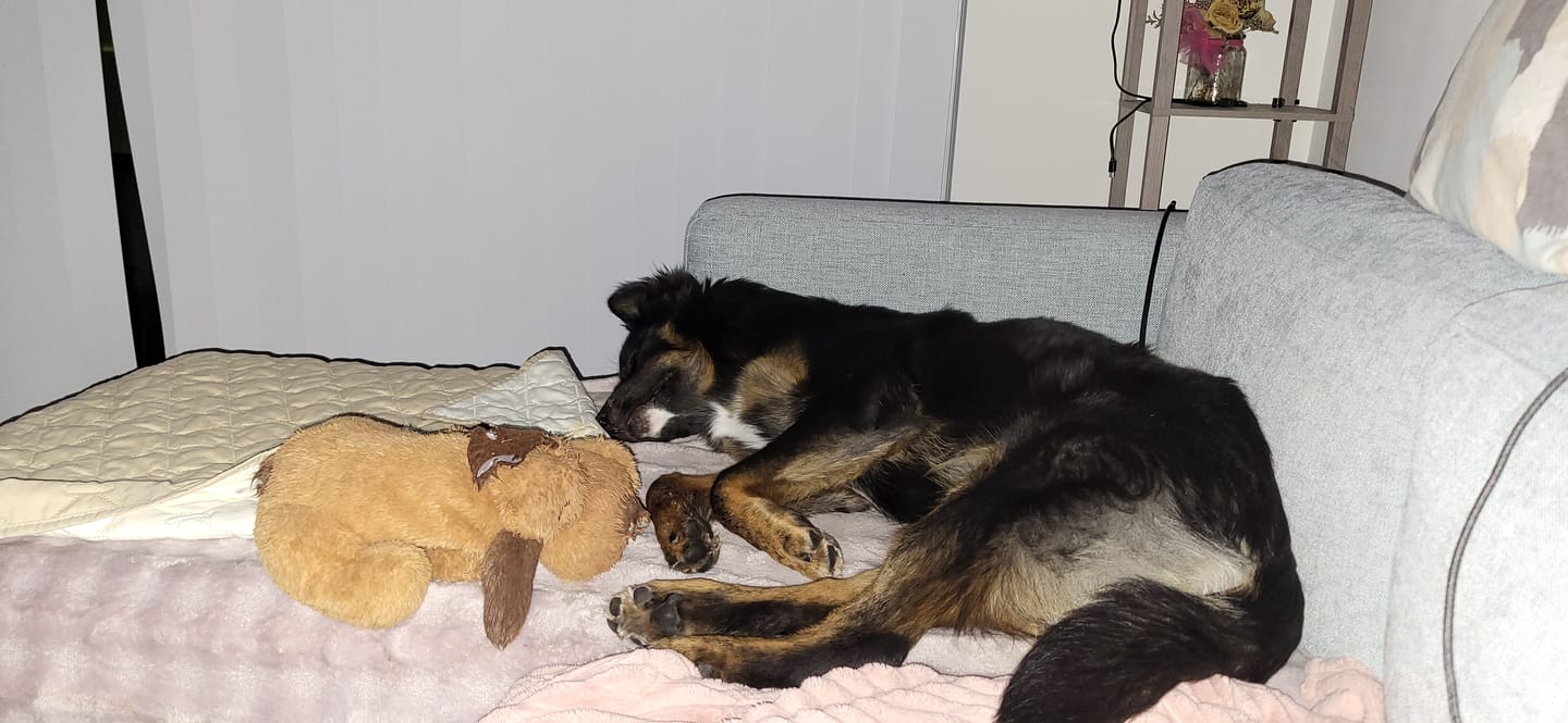 Customer photo review of 6 Inch Braided Jerky Stick