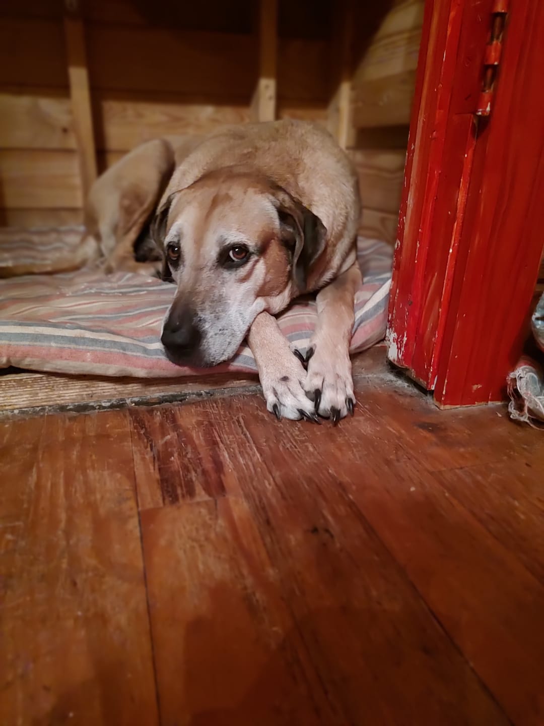 Customer photo review of Dog Demodectic & Sarcoptic Mange (Scabies) & Ear Mite Remedy