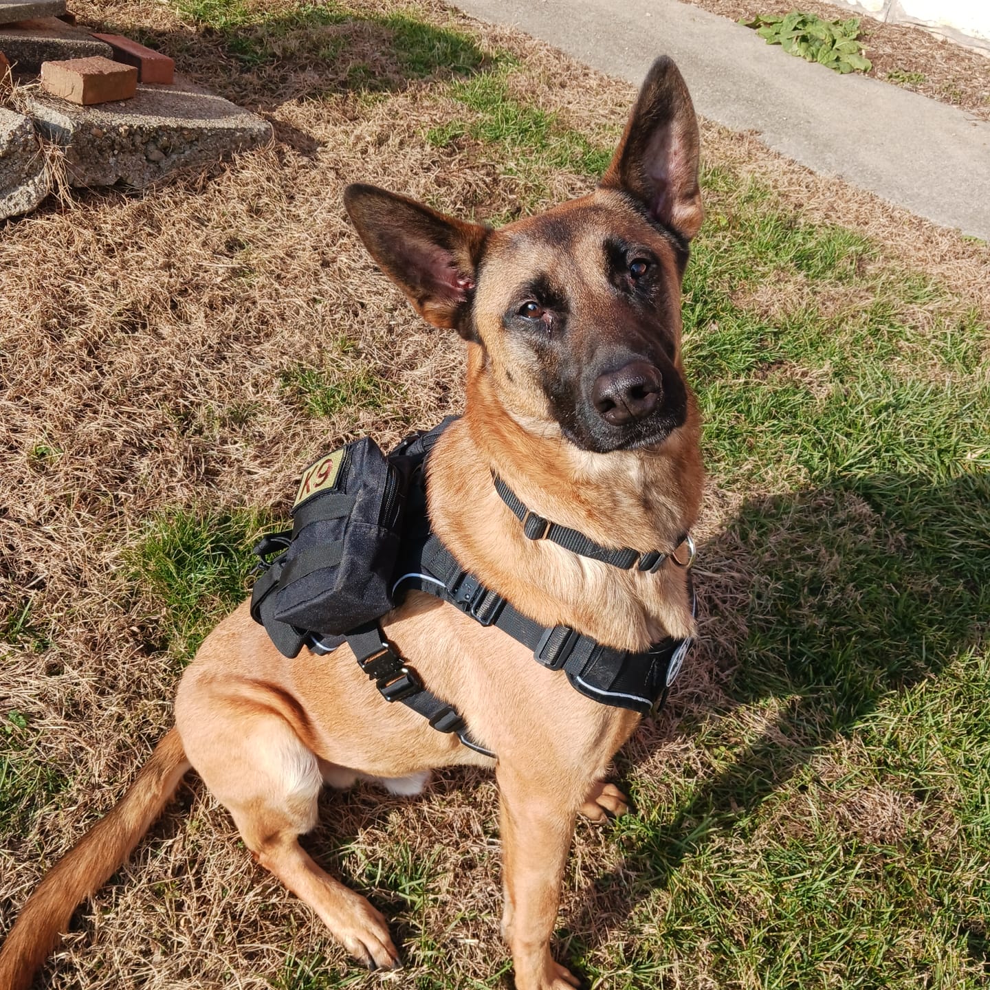 Customer photo review of Tactical Utility MOLLE Pouch For Harness (3-Piece Set)