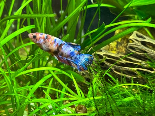 Customer photo review of Plant Package for Female Betta Sorority Tank