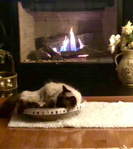 Customer photo review of Cardboard Paradise