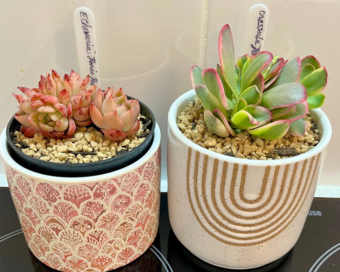 Customer photo review of Crassula Platyphylla Variagata