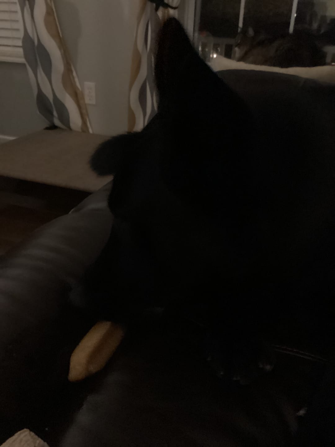 Customer photo review of Himalayan Yak Chew (EXTRA LARGE)