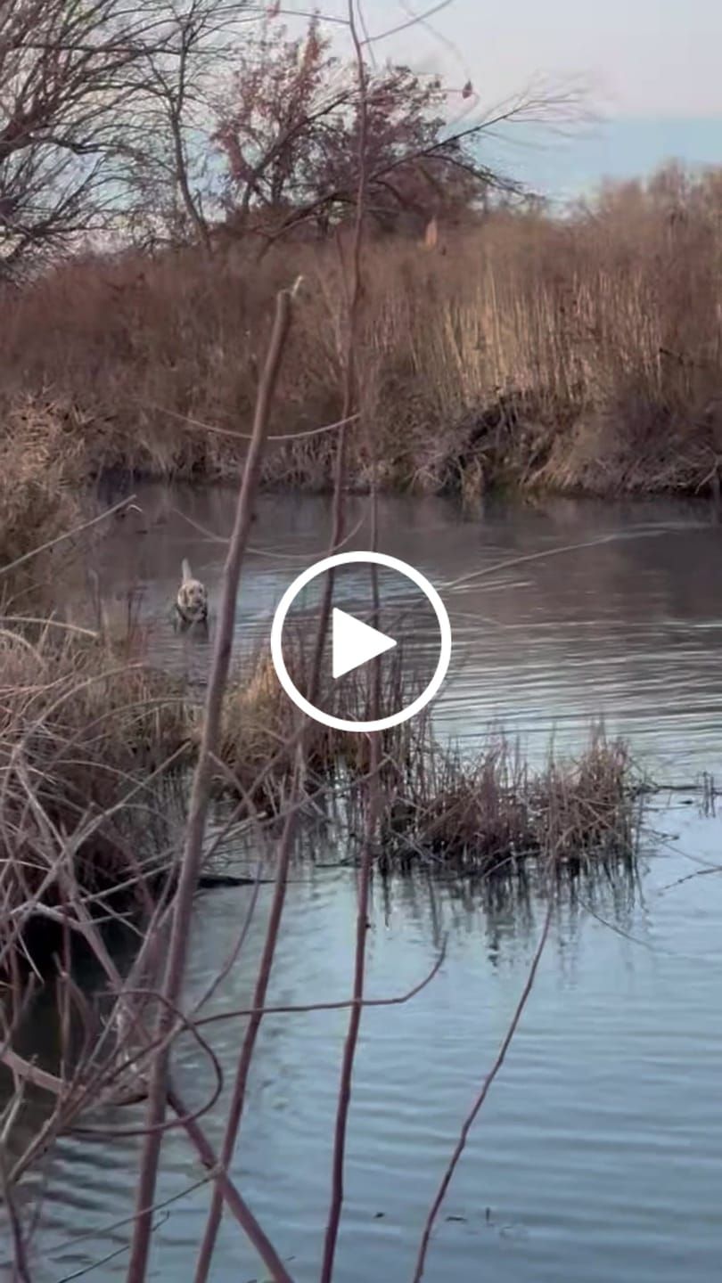 Customer video review of Seeker Pro Insulated Duck Waterfowl Hunting 1400 Gram 3M Thinsulate Neoprene Chest Waders