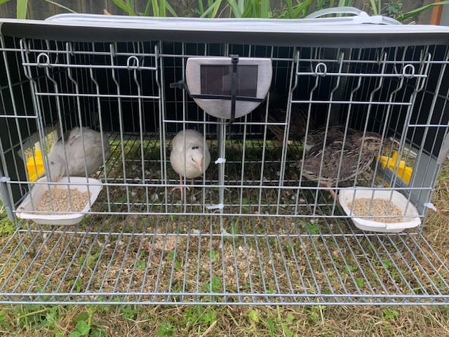 Customer photo review of Meal Time "Organic Certified" Layer Pellets 20kg
