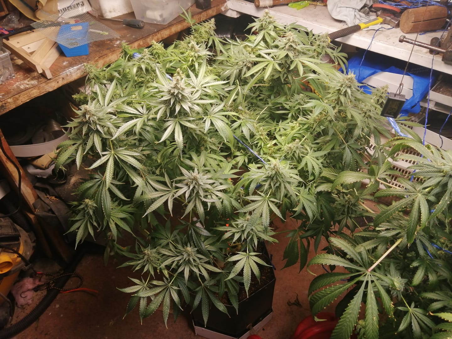 Customer photo review of Xtreme Gardening MYKOS Pure Mycorrhizal Inoculum