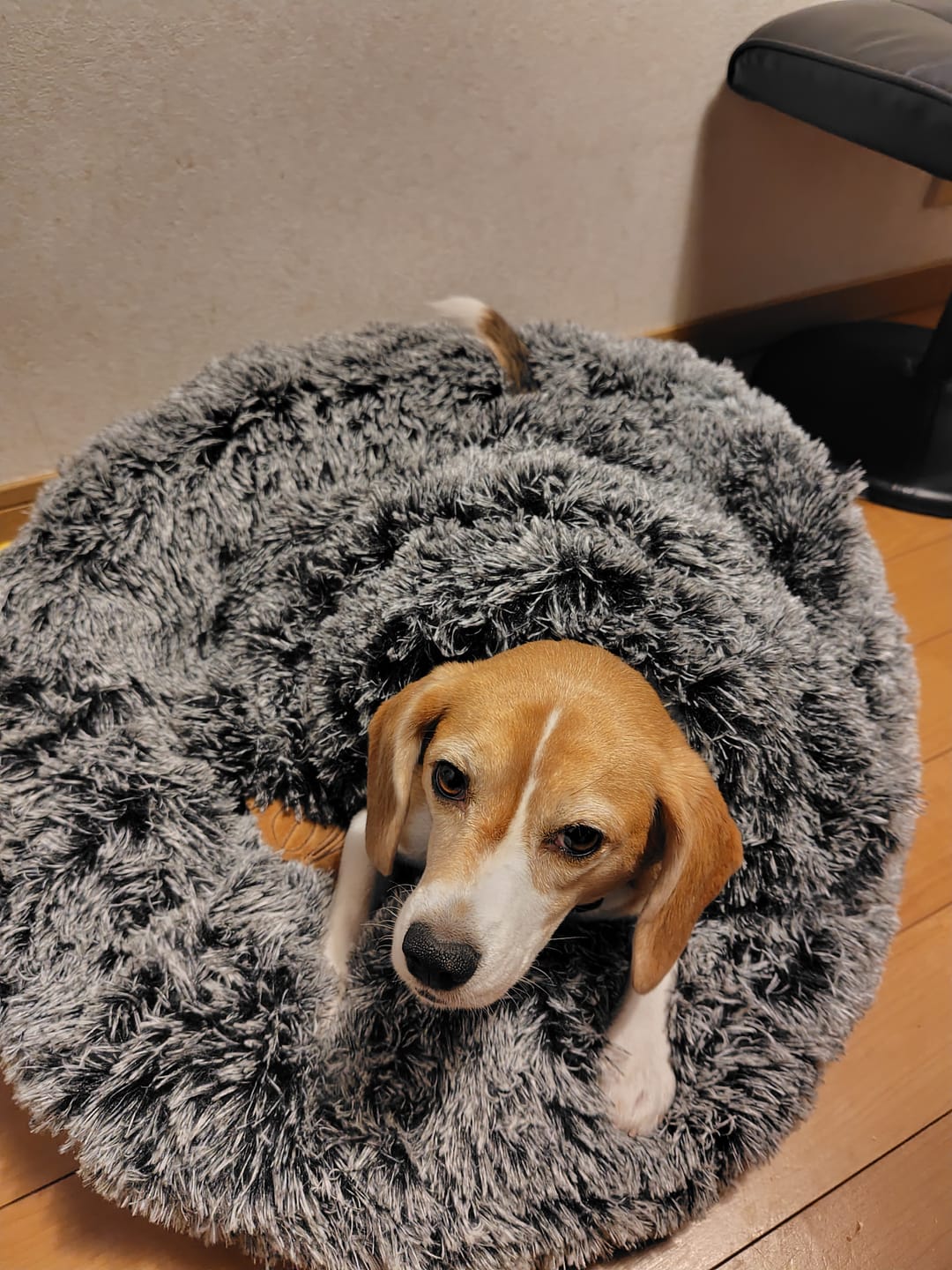Customer photo review of 替えカバー（ペットが安らぐベッド、日本製クッションベッド専用）
