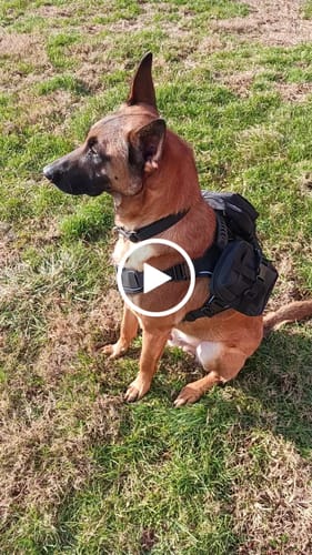 Customer video review of NEW Upgraded Tactical No-Pull Team K9™ Dog Harness with 4 Quick-Release Metal Buckles, Reinforced Front & Back D-Rings, Hook & Loop Panels, Adjustable Straps, Reflective Strips, & Top Handle