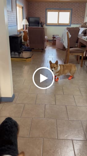 Customer video review of WagWellies® Mojave