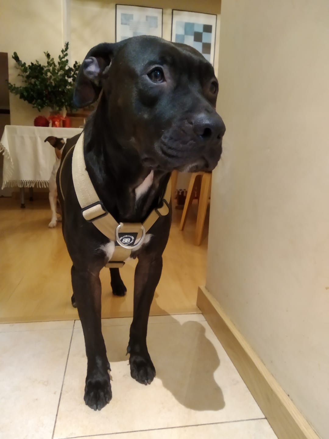 Customer photo review of Training Anti Pull TRI-Harness® | M-XL Breeds - Tan