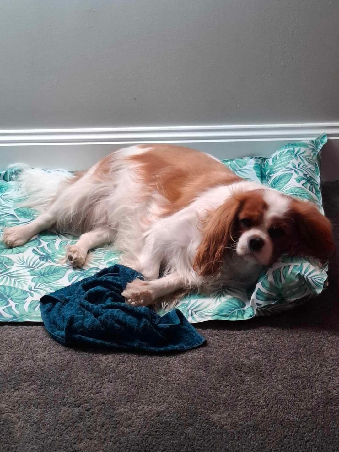 Customer photo review of PaWz Dog Summer Cooling Mat