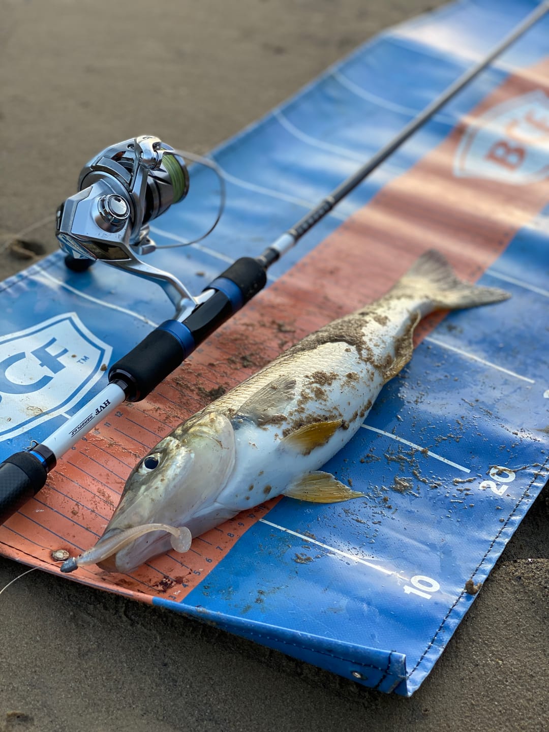 Customer photo review of 2.25 INCH (GUPPIE)