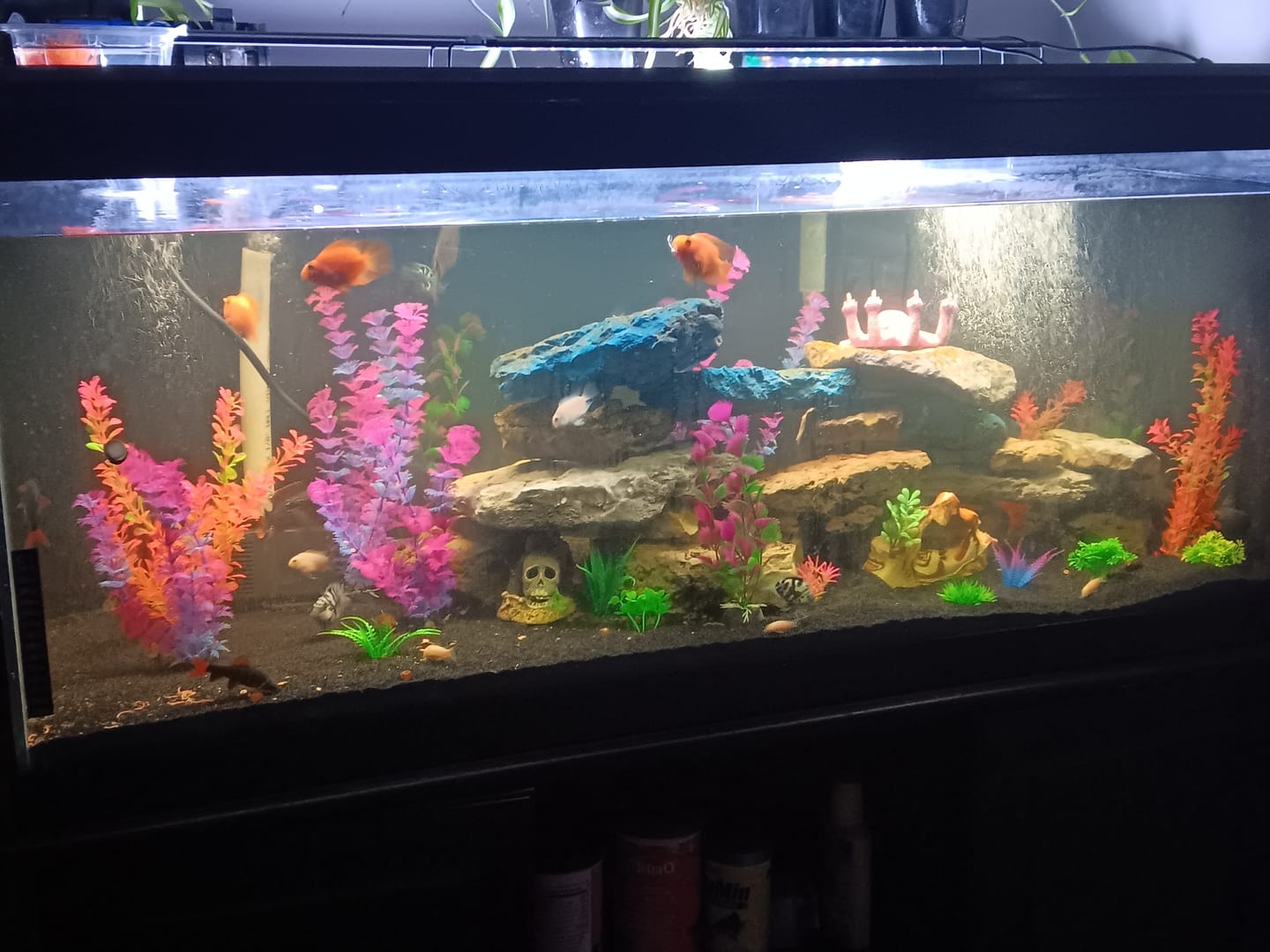 Customer photo review of Spiky Nerite Snail