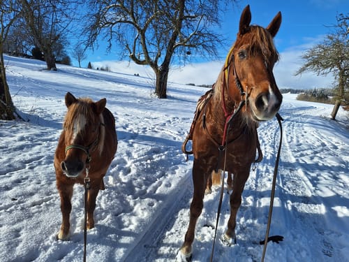 Customer photo review of Strotonin Horse Support