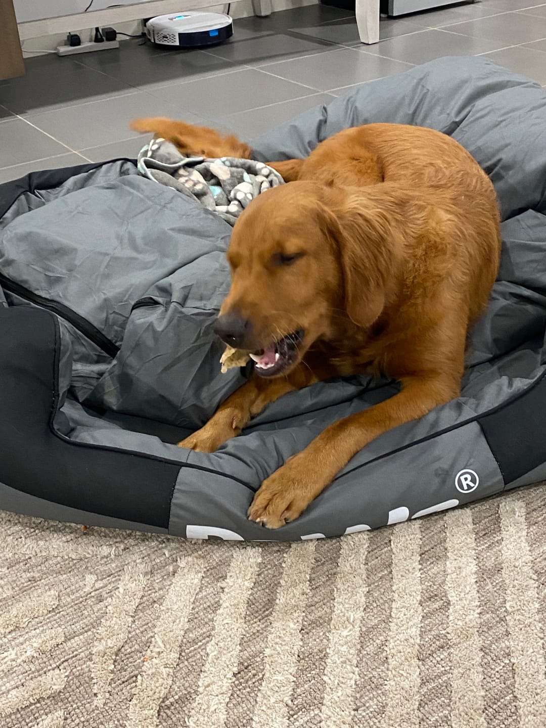 Customer photo review of PaWz waterproof heavy-duty bed