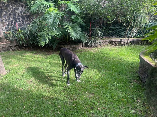 Customer photo review of Librela®