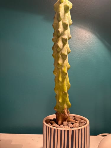 Customer photo review of Myrtillocactus geometrizans Fukurokuryuzinboku | Boobie Cactus
