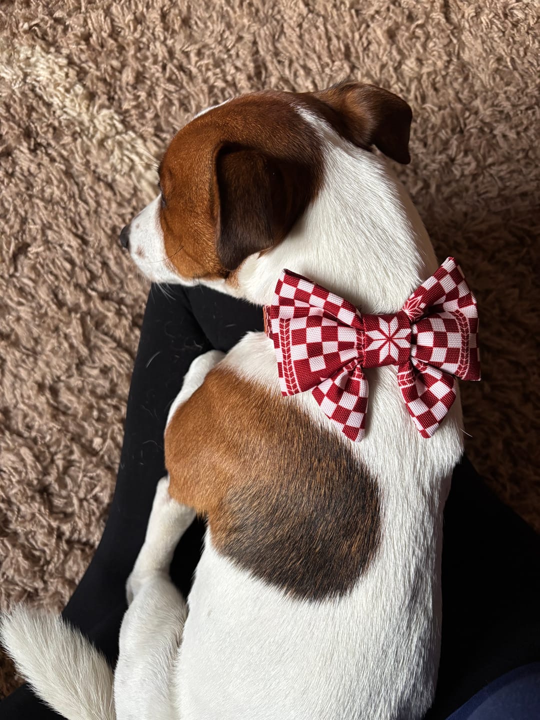 Customer photo review of Mucha dla psa "Cozy Plaid"