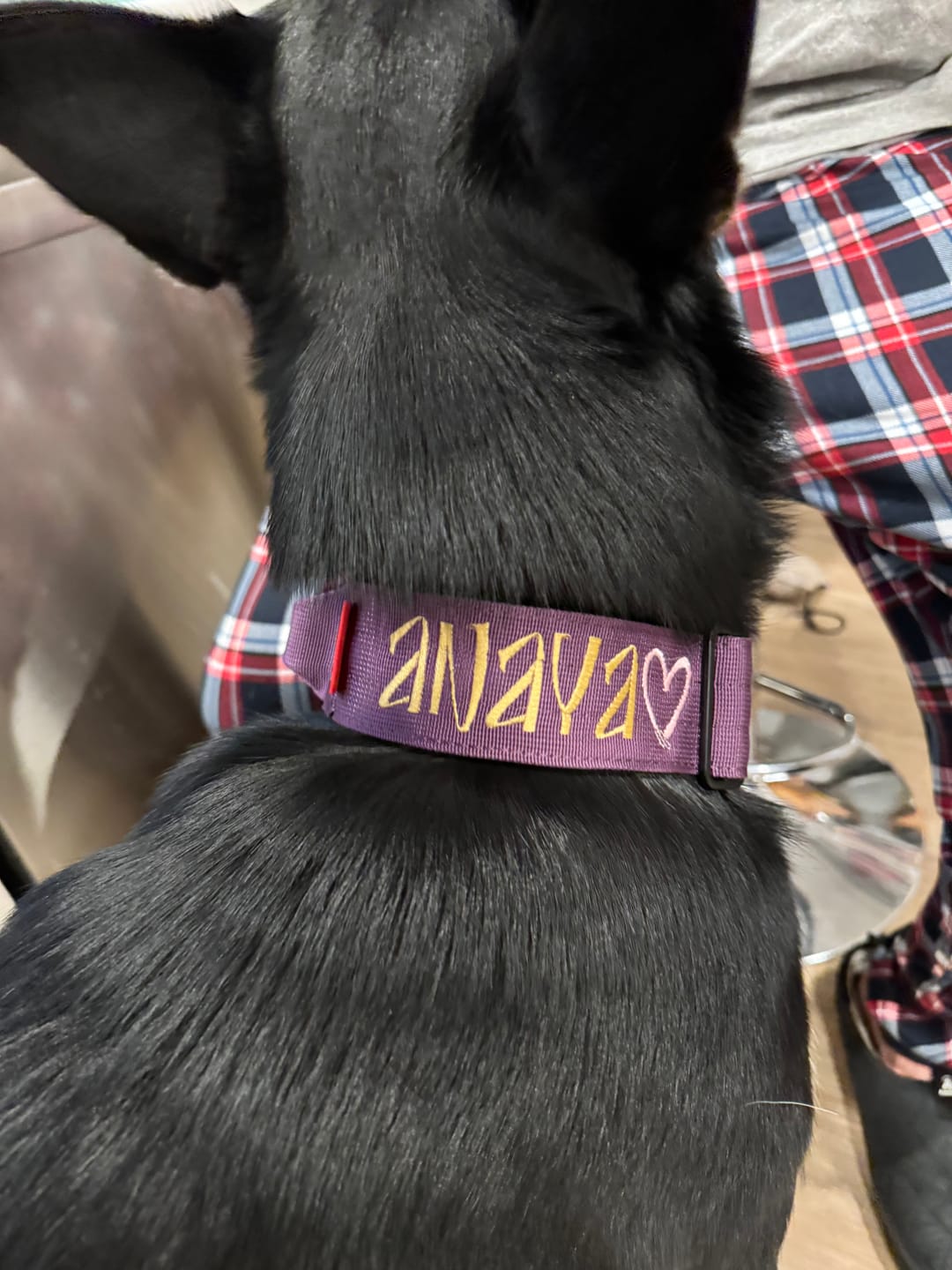 Customer photo review of 2" Tactik Dog Collar - Grape